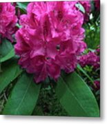 Pink Rhododendron Dopey Metal Print