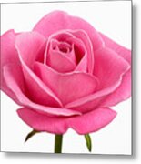 Pink Rose (rosa Sp.) Against White Background, Close-up Metal Print