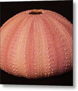 Pink Sea Urchin Shell Metal Print