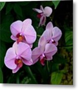 Pink Striped Orchid Metal Print