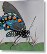 Pipevine Swallowtail On Cactus Metal Print