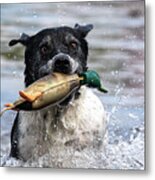 Playful Pup Retrieving Decoy Metal Print