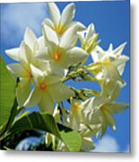 Plumeria Against A Blue Sky Metal Print