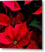 Poinsettia Metal Print