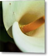 Point Of Focus Metal Print