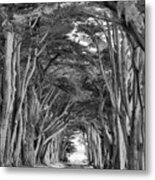 Point Reyes Cypress Tunnel Portrait Black And White Metal Print