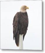 Pole Top Eagle Metal Print