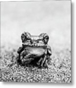 Pondering Frog Bw Metal Print