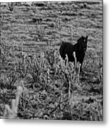 Ponies And Ice-black And White Metal Print