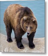 Pool-side Grizzly Metal Print