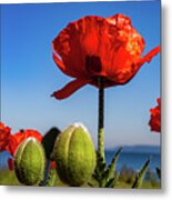 Poppies By The Side Of The Road. Metal Print