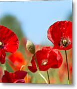 Poppy Flowers In A Field Metal Print