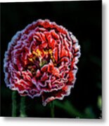 Poppy Metal Print