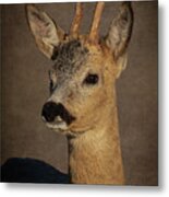 Portrait Deer Metal Print