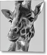 Portrait Giraffe In Black White Metal Print