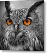 Portrait Of A Eagle Owl Metal Print