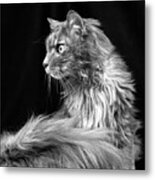 Molly, Maine Coon Cat, In Black And White Metal Print