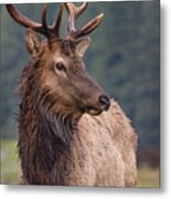 Portrait Of A Proud Bull Elk Metal Print