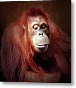 Sumatran Orangutan - Indah #1 Metal Print