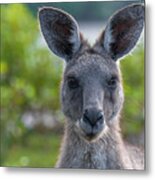 Portrait Of A Wild Kangaroo Ii Metal Print