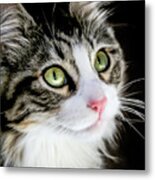 Portrait Of Booboo The Cat Metal Print