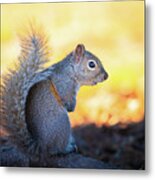 Posing Eastern Gray Squirrel Metal Print