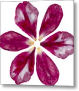 Pressed Pink Tulip Petals Metal Print