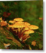 Pretzel Looking Mushrooms Metal Print