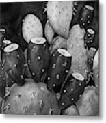 Prickly Pear In Black And White Metal Print