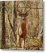 Prince Of The Forest Metal Print