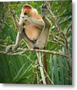 Proboscis Monkey In The Wild Metal Print