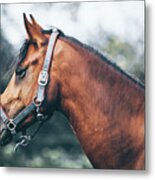 Profile View Of A Brown Horse Metal Print