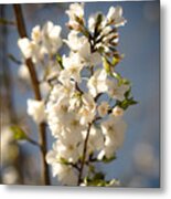 Promise Of Spring Metal Print