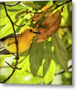 Prothonotary Warbler 2 Metal Print