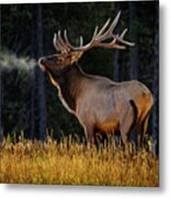 Proud Bull Elk Metal Print