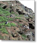 Puffin 4 -  Northeast Iceland Metal Print