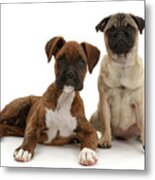 Pug Puppy Sitting With Boxer Puppy Metal Print