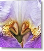 Purple Bearded Iris Close-up Metal Print