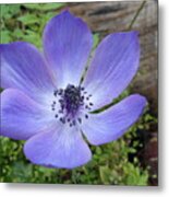 Purple Bloom Metal Print