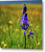 Purple Camas Lily Wildflower Metal Print