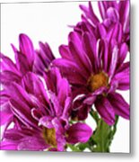 Purple Daisy Flower Photo Art Metal Print