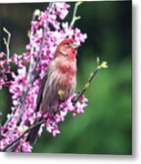 Purple Finch In The Redbud Tree Metal Print