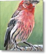 Purple Finch Metal Print