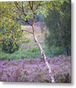 Purple Heather And Early Autumn Golden Leaves Metal Print