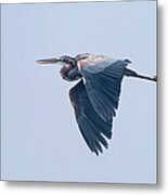 Purple Heron Metal Print