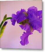 Purple Iris Sideways Metal Print