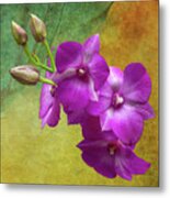 Purple Moth Orchid Metal Print