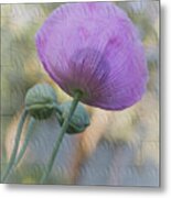 Purple Poppy Metal Print