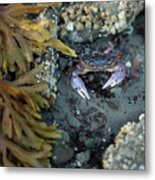 Purple Shore Crab In Sitka Metal Print