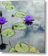 Purple Water Lilies And Pads Metal Print